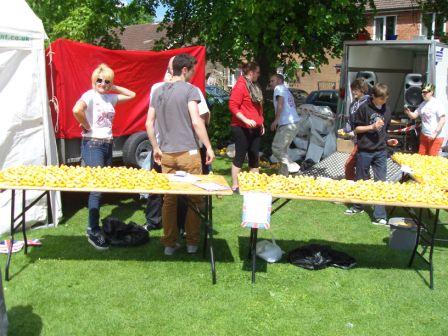 Duck race ducks
