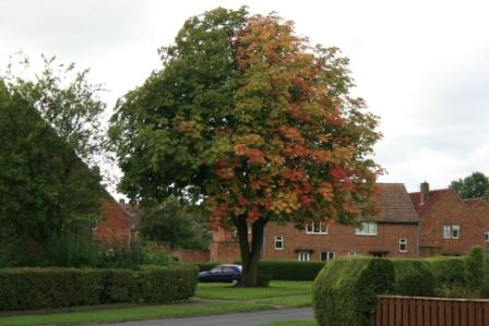 Tree in autumn splendour but look at the colour split!