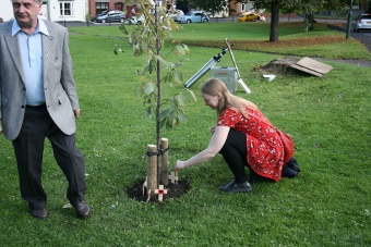 Cross being placed by tree