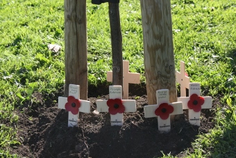 Crosses by tree