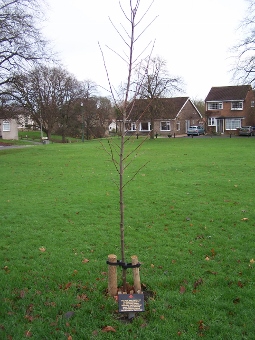 WW1 tree planted by Harry Moses
